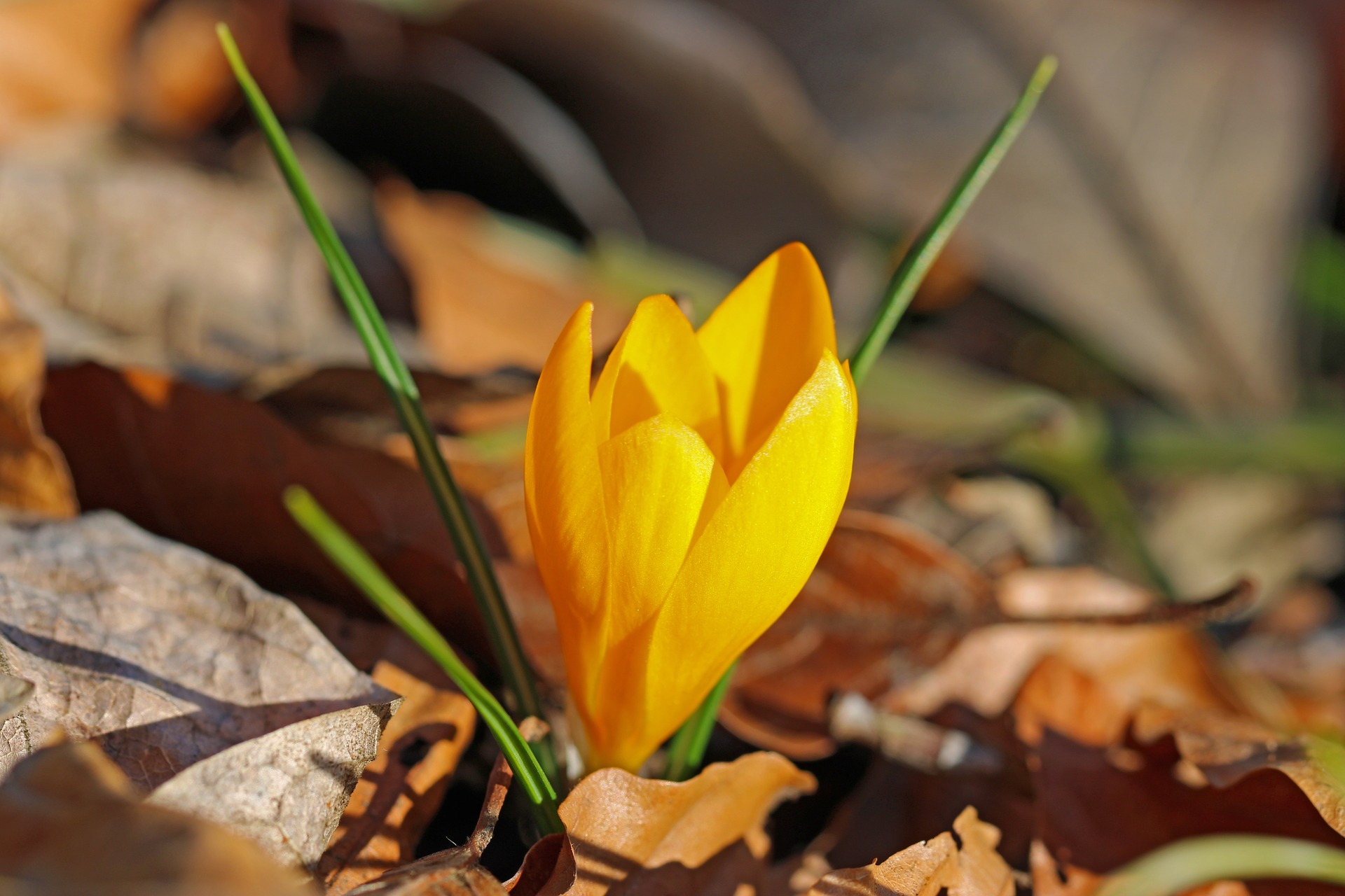 Siamo pronti all’arrivo della primavera??